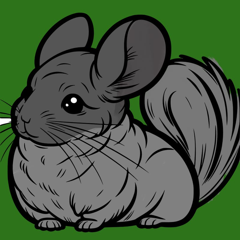 chinchilla