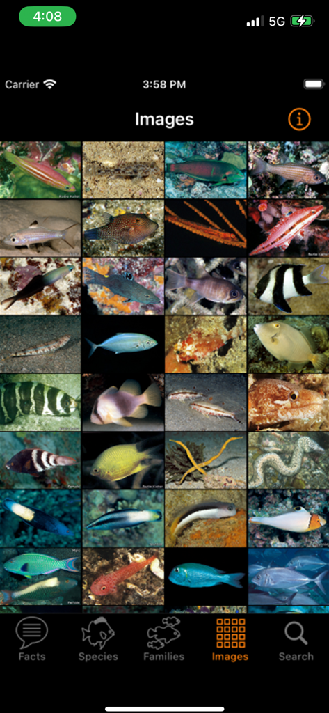 Grid display of various colorful marine fish species in the app image gallery