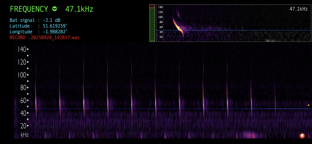 Bat Detector - Bat Detector app interface showing a real-time spectrogram of ultrasonic bat calls with frequency and GPS data