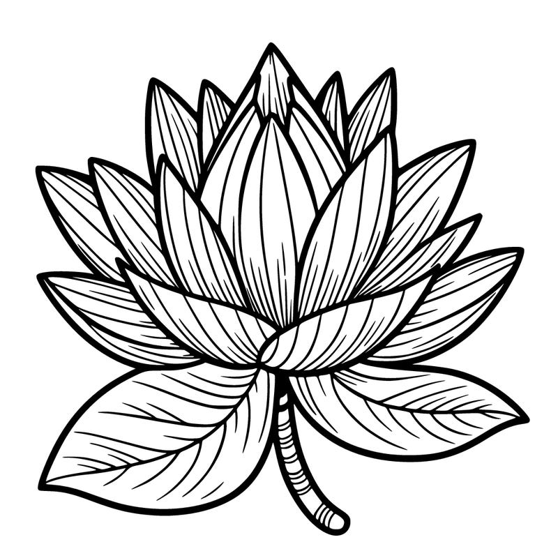 lotus flower