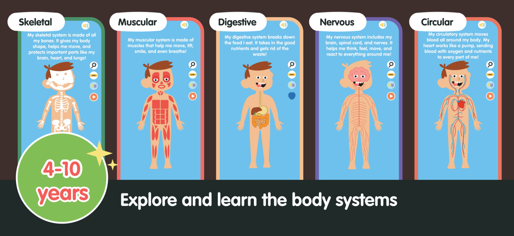 Human Body for Kids - Anatomy - Paneles educativos que muestran los sistemas esquelético, muscular, digestivo, nervioso y circulatorio para niños