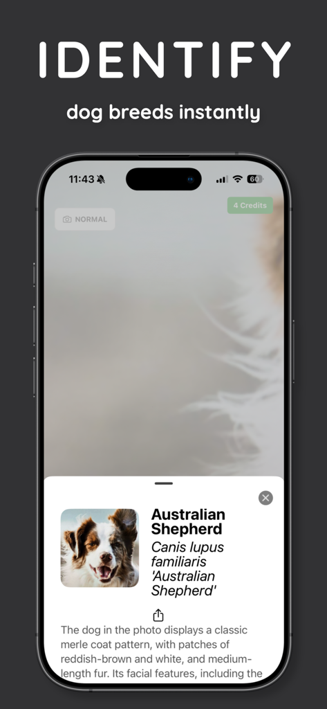 DogScan - Identify Dog Breeds - DogScan app interface displaying the identification results for an Australian Shepherd dog