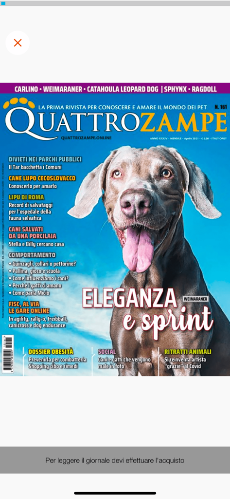 Quattrozampe Edicola Digitale - Digital cover of Quattrozampe magazine featuring a grey Weimaraner dog