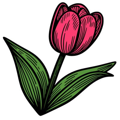tulip