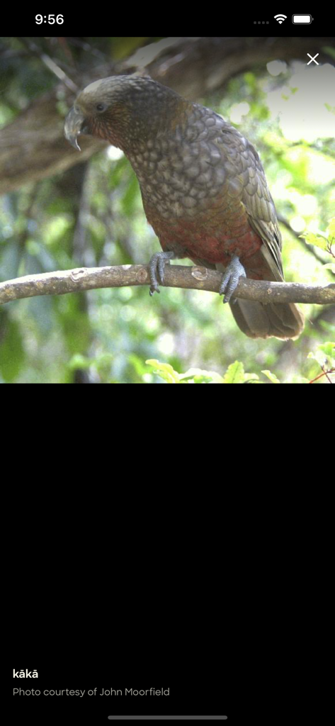 Una fotografía de un pájaro kaka nativo dentro de la interfaz de la aplicación Te Aka Maori Dictionary