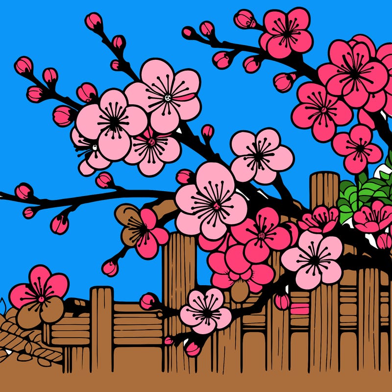 japan cherry blossom