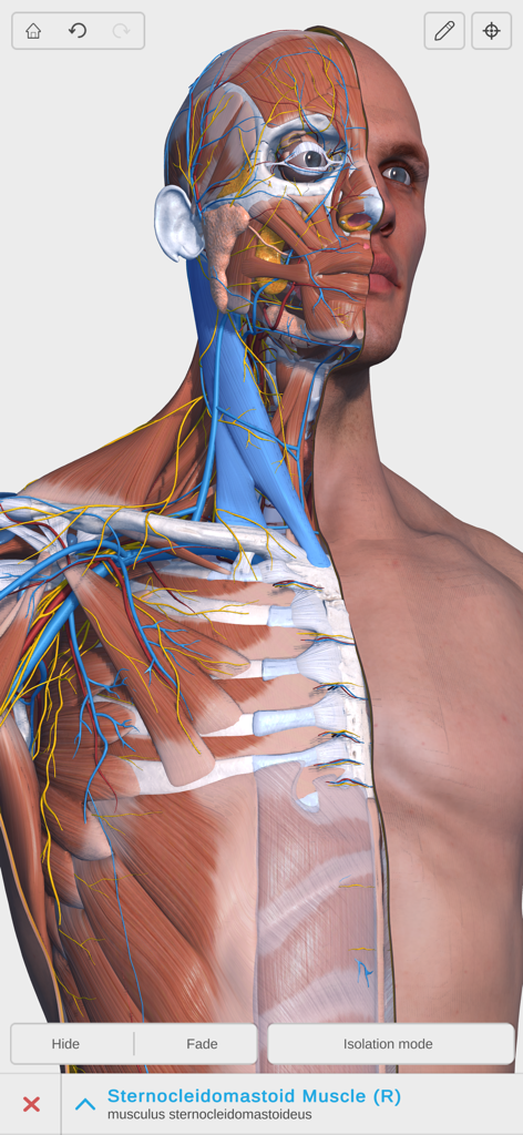 Visual Anatomy 3D - Human Body - Modelo anatómico 3D detallado de la cabeza y el cuello humanos que muestra músculos y nervios