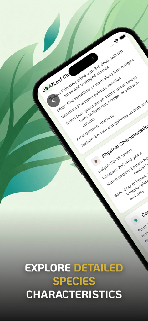 Tree Identifier : Leaf Finder - A mobile screen from the Treely app displaying detailed botanical characteristics of a tree species including leaf shape and height