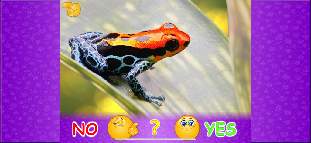Animal picture games for kids - A colorful poison dart frog on a leaf in an educational animal quiz game for children.