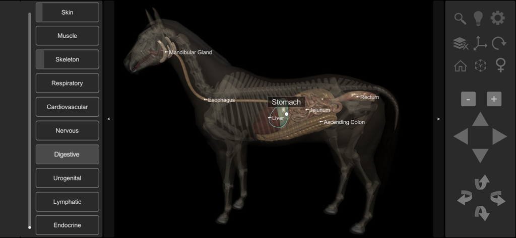 A 3D educational model of a horse showing the internal digestive system with labels for the stomach, liver, and intestines.