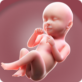 Pregnancy Tracker Week by Week - Icona App