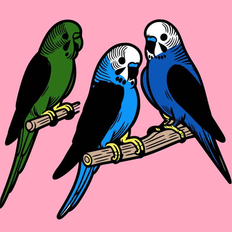 parakeets