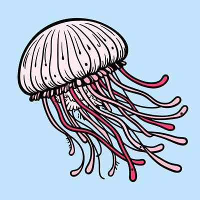 jelly fish