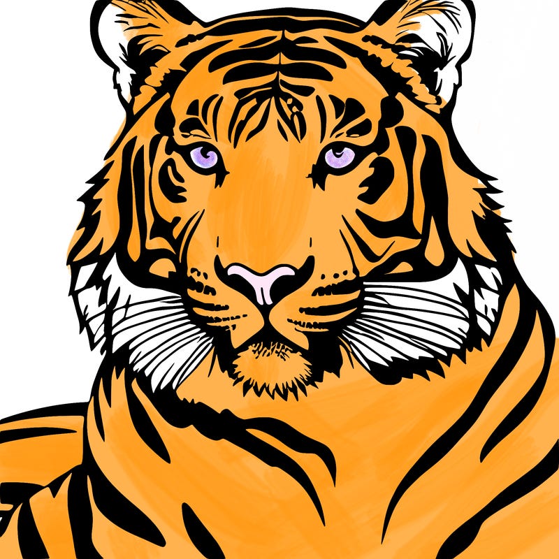 sweet tiger