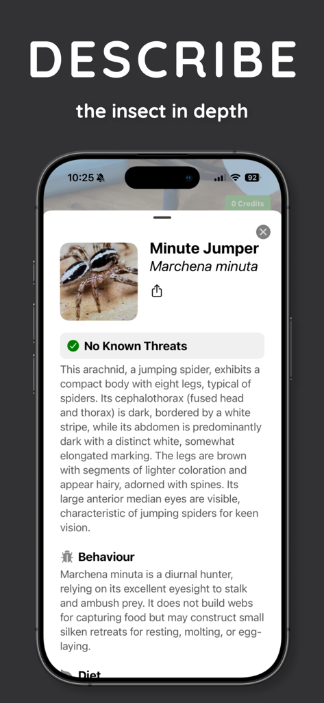 InsectScan - Identify Bugs - Descripción detallada e información de seguridad para una araña en la aplicación InsectScan