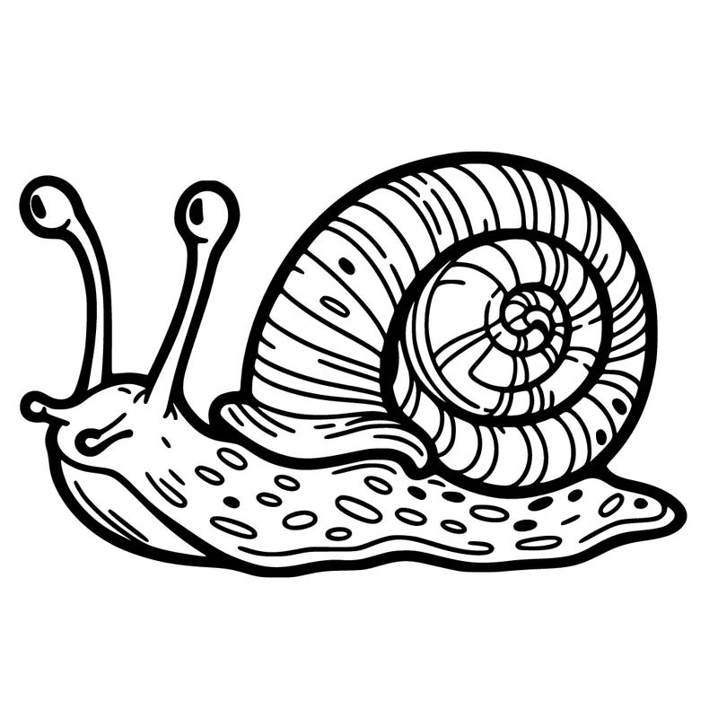 snail