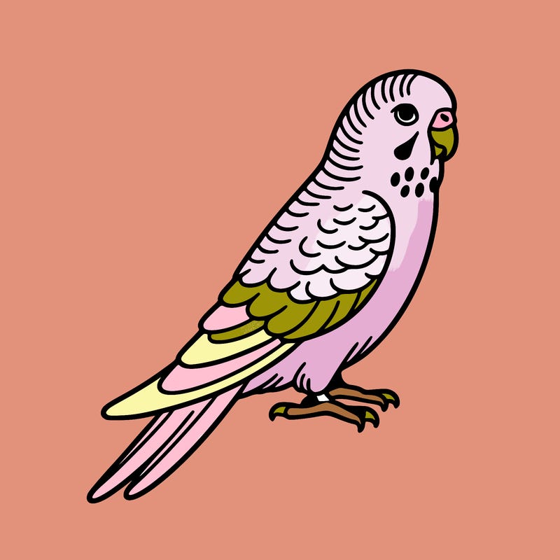 parakeet