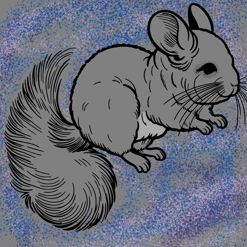 chinchilla jumping