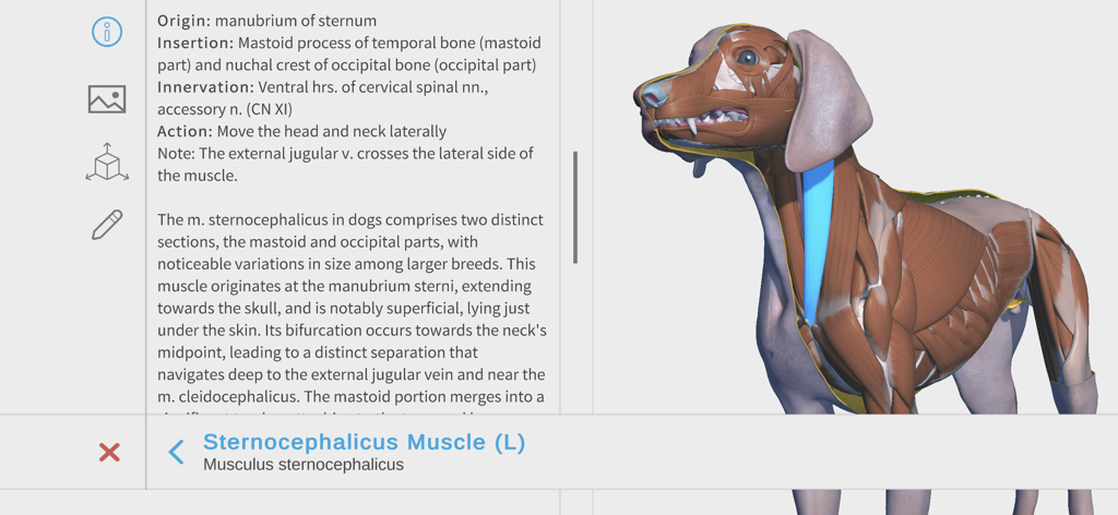 Complete Canine Anatomy 3D - Modelo 3D de la anatomía del cuello del perro resaltando el músculo esternocleidomastoideo con descripciones técnicas