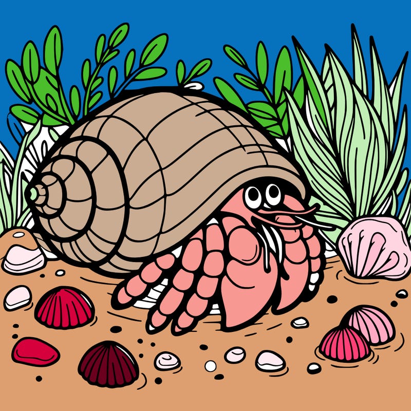 hermit crab