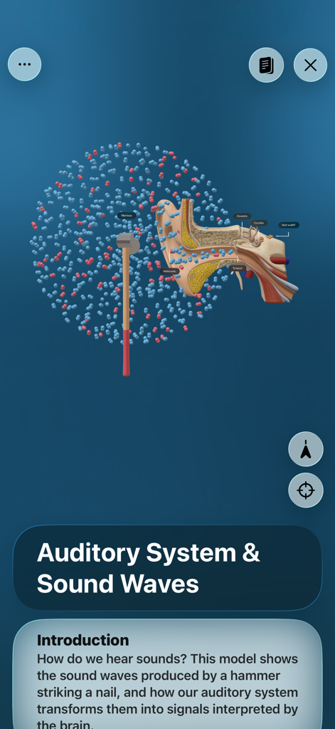 Lehrreiches 3D-Modell des menschlichen Gehörsystems und Visualisierung von Schallwellen