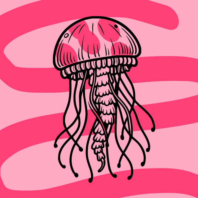 jellyfish