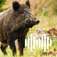 Hunting Calls: Hog, Pig & Boar