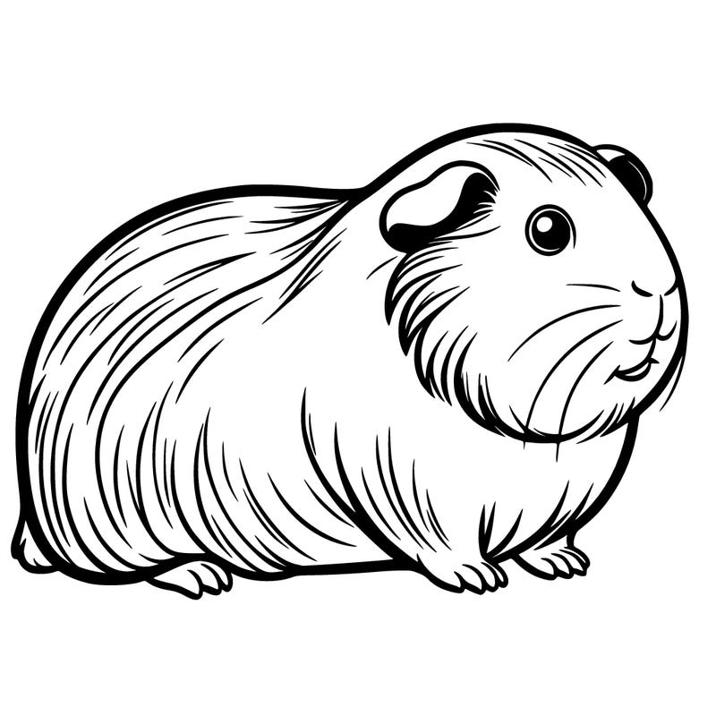 guinea pig