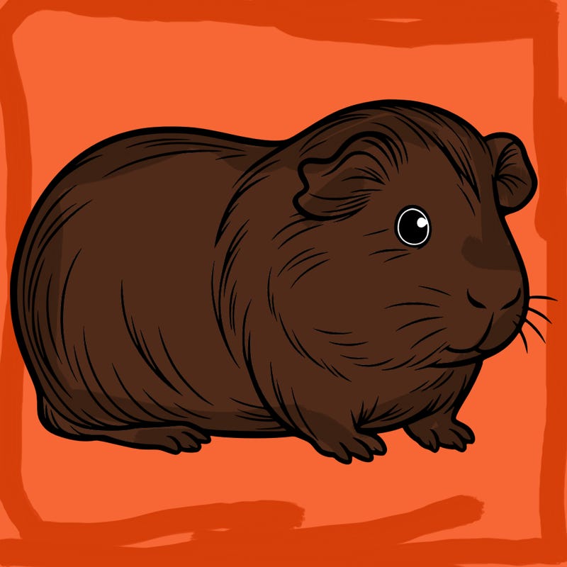 a guinea pig