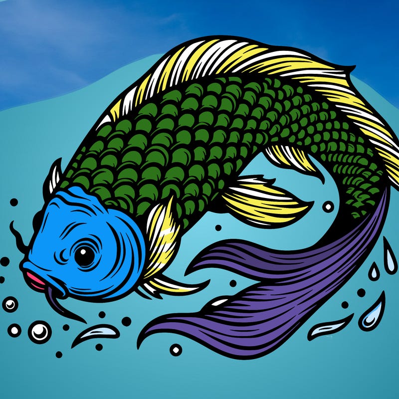 beautiful koi fish