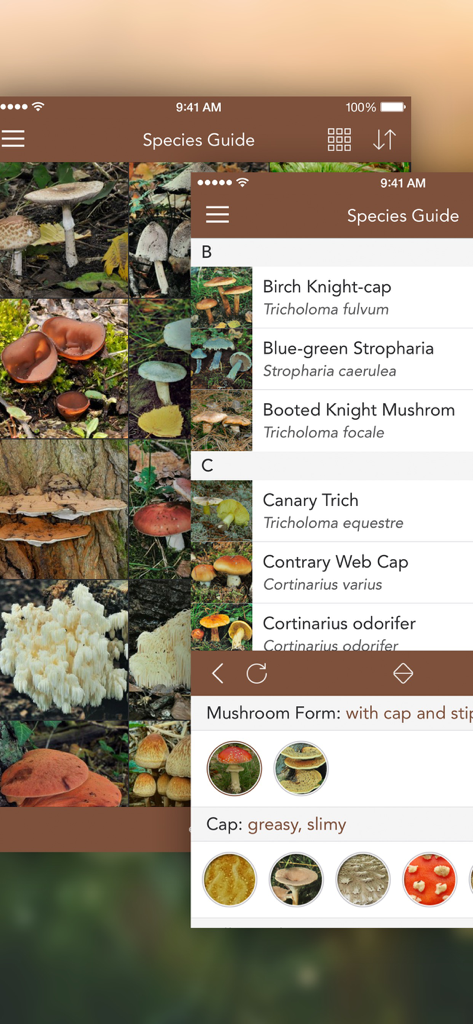 App Mushrooms PRO che mostra l'elenco della guida delle specie e i criteri di identificazione