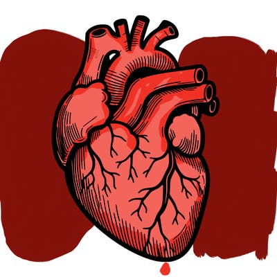 a realistic human heart