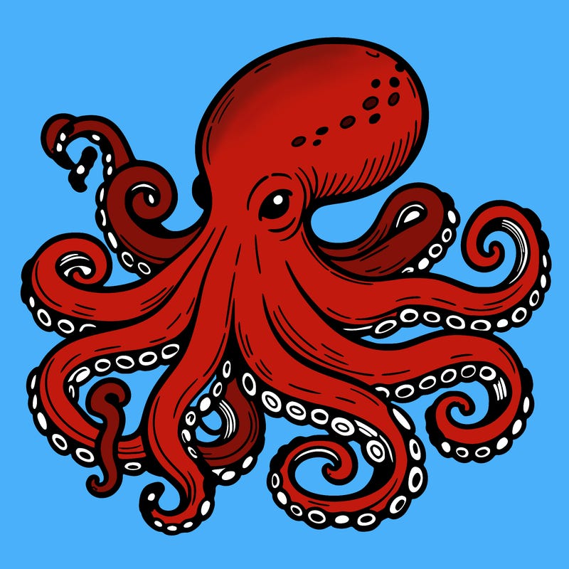 octopus