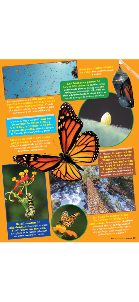Muy Interesante Junior - Educational infographic page about the life cycle and migration of the Monarch butterfly in Spanish