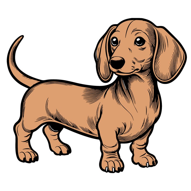 dashund realistic
