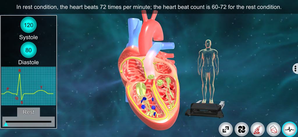 Heart - EduTech Era - A 3D anatomical heart model with an ECG graph and blood pressure readings at rest