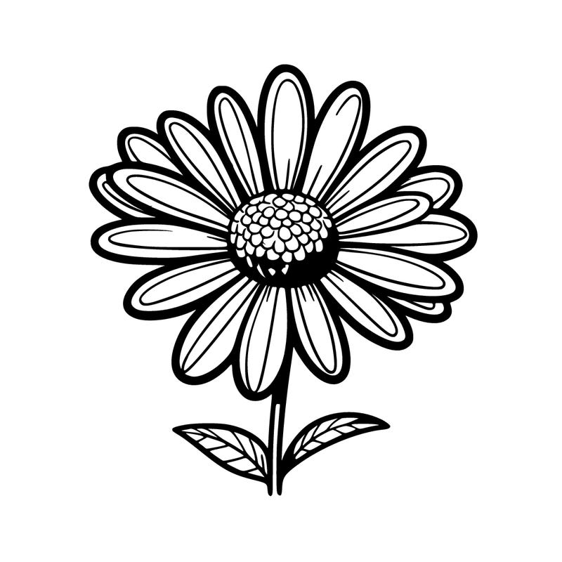 daisy