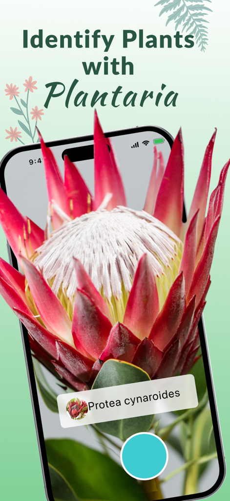 Plant Identification－Plantaria - Pantalla de smartphone usando la aplicación Plantaria para identificar una flor Protea cynaroides