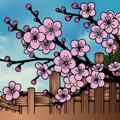 japan cherry blossom