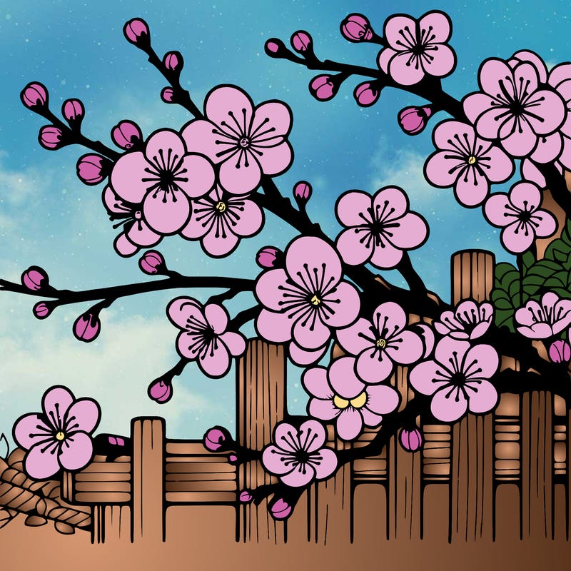japan cherry blossom