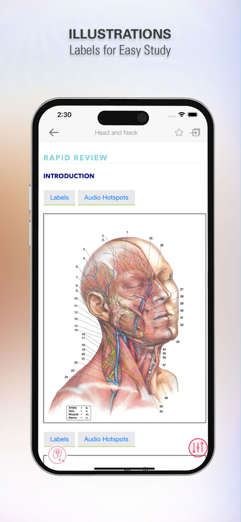 Rapid Review Anatomy Guide - Detailed anatomical illustration of human head and neck with numbered labels for medical study