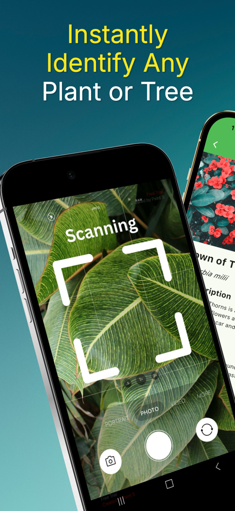 Leaf identification - Plantree - Smartphone using the Plantree app to scan and identify a green leaf instantly.