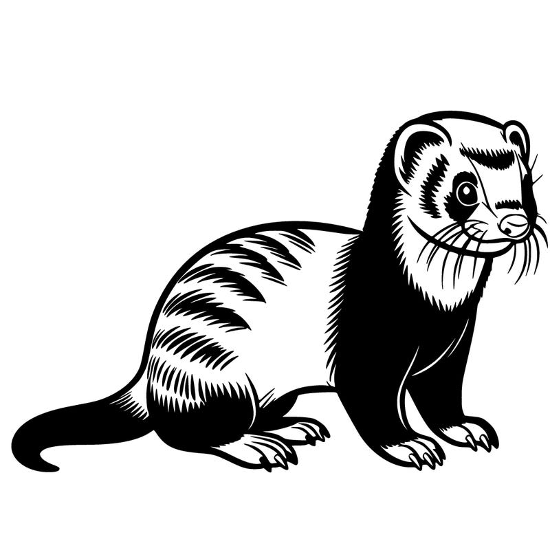 ferret