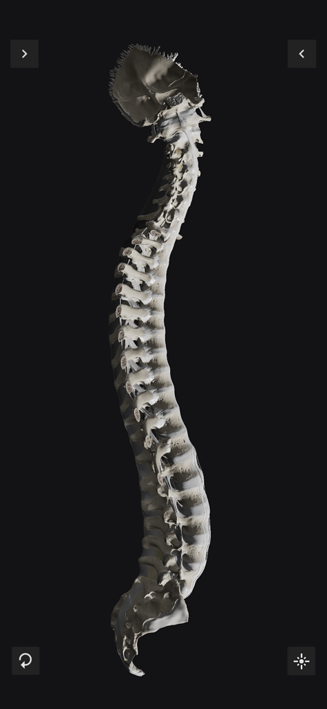 A detailed 3D anatomical model of the human spine and skull base