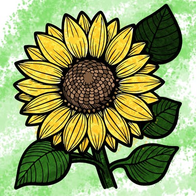 sunflower