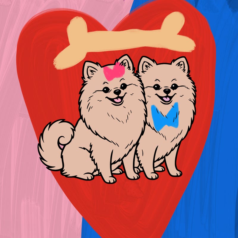 2 cute pomeranians next to each other