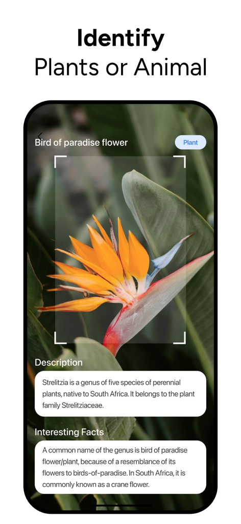 Pantalla de la aplicación móvil mostrando la identificación IA de una flor ave del paraíso con datos descriptivos