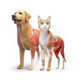 Animal Anatomy AR