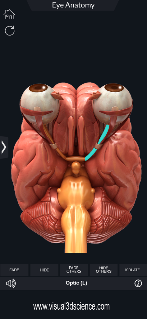 A 3D anatomical model showing human eyes connected to the brain with the left optic nerve highlighted in blue.