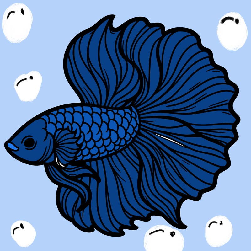 betta fish